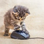 Curiosity Killed The Cat